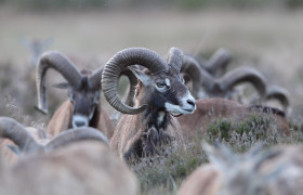 Hoge Veluwe Moeflon