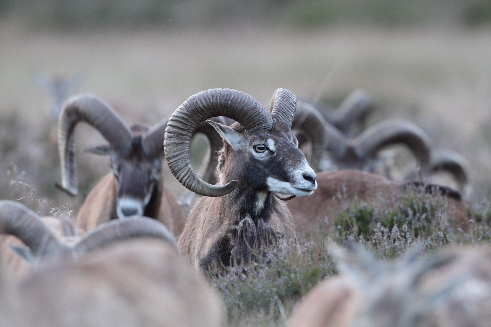 Hoge Veluwe Moeflon